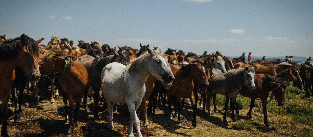 Caballos salvajes en Pontevedra