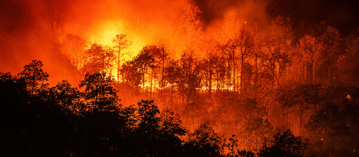Incendio forestal