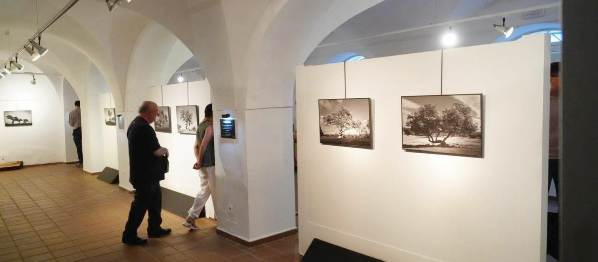 Imágenes de la exposición 'Raíz'