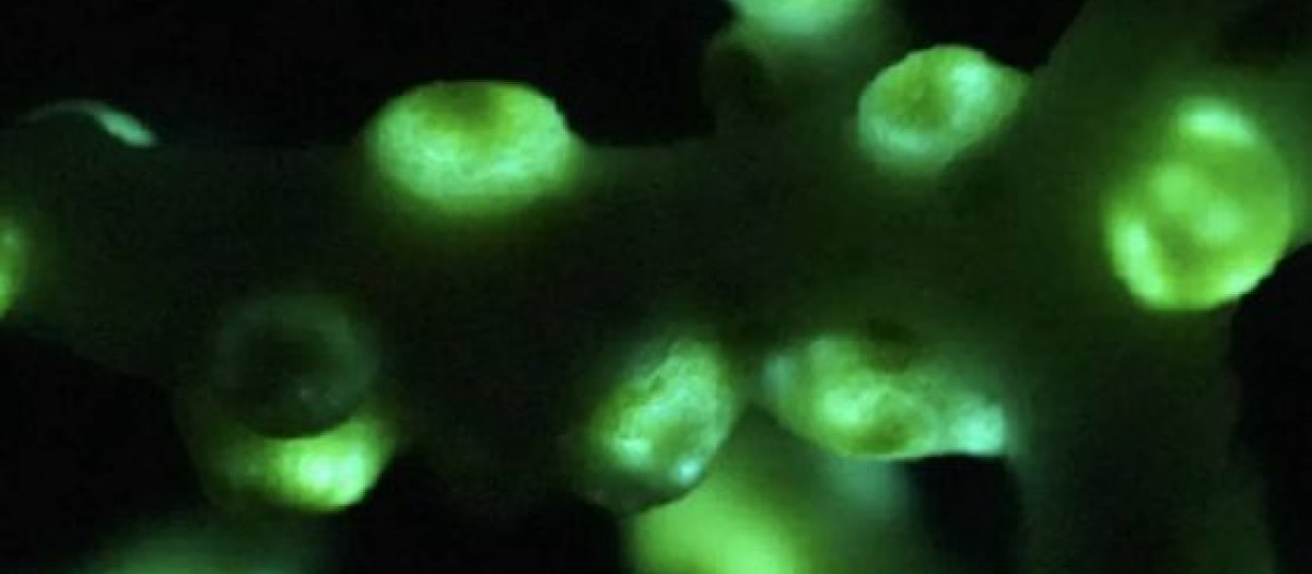 Polipos de Corallizoanthus aureus fotografiado después de inducir la bioluminiscencia
