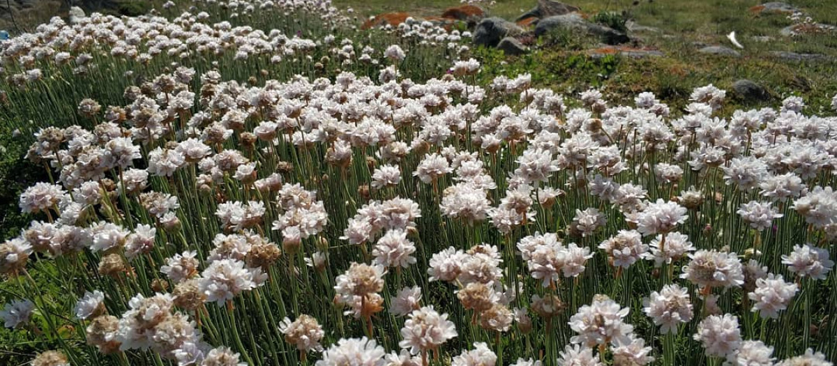 'Hierba de enamorar'