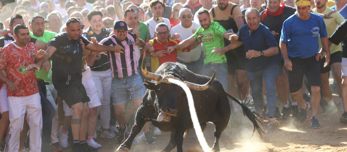 Salida del Toro Enmaromado de Benavente