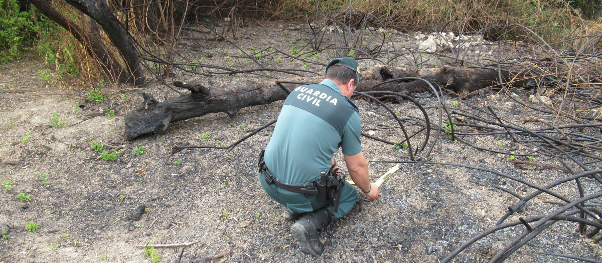 Un agente de la Guardia Civil, en el lugar del incendio en Baena