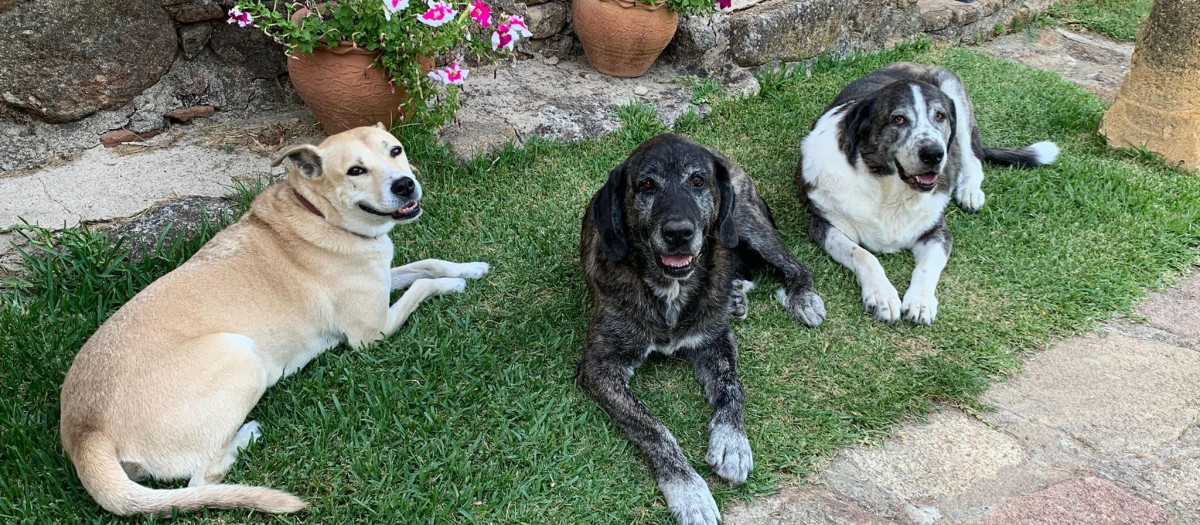 Perros