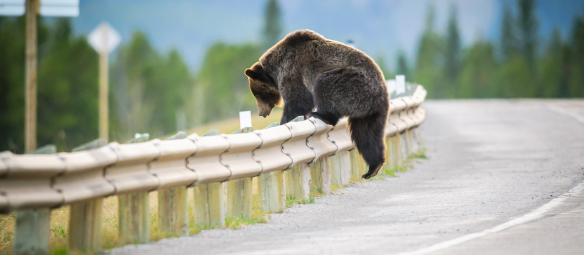 Imagen de archivo de un oso saltando un guardarraíl