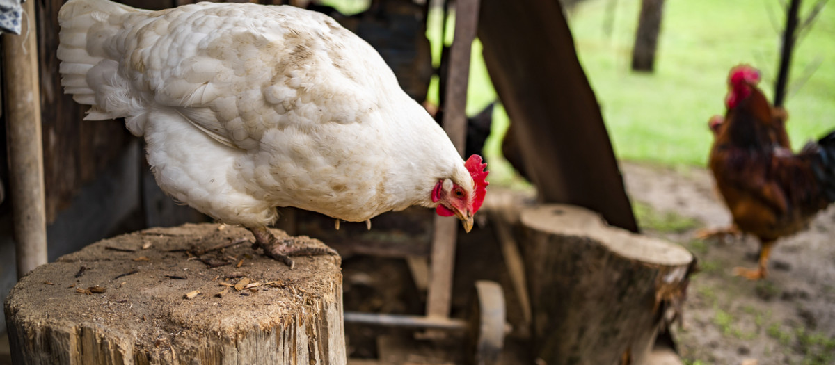 Un pollo subido a un tronco de madera