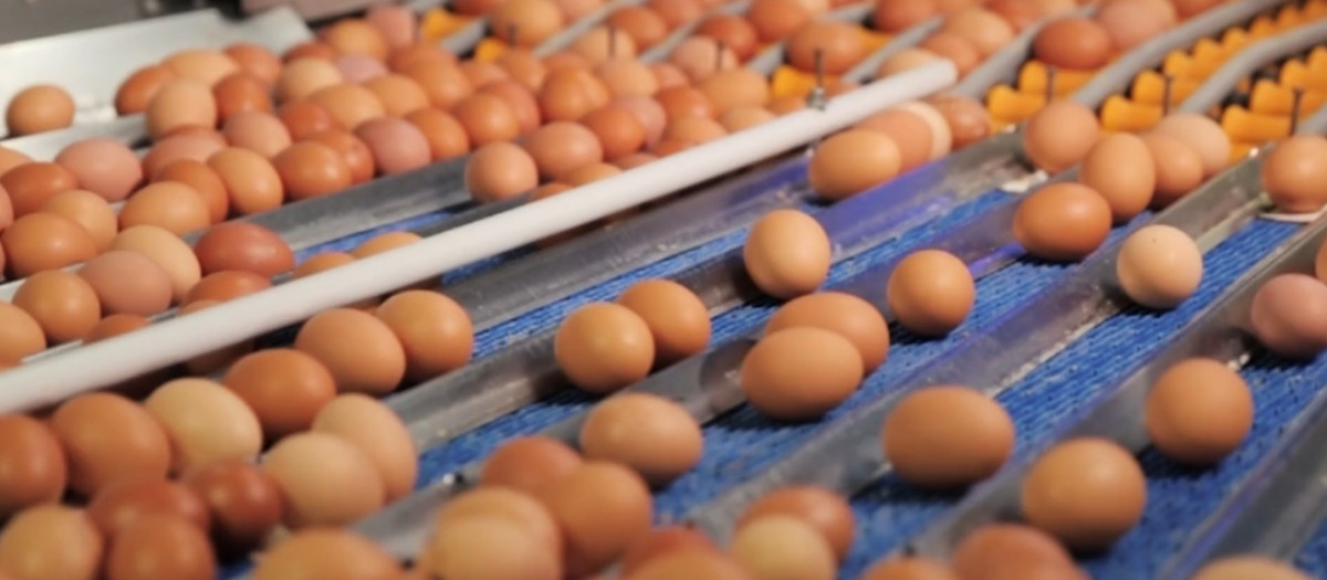 Huevos en la cadena de producción de Agotzaina