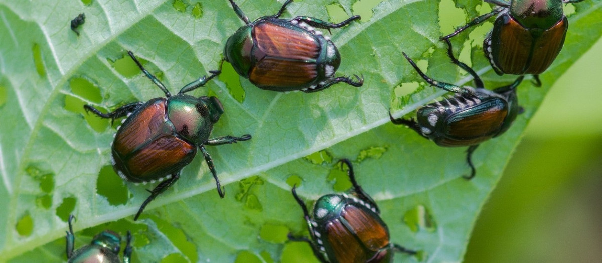 Insectos en un cultivo