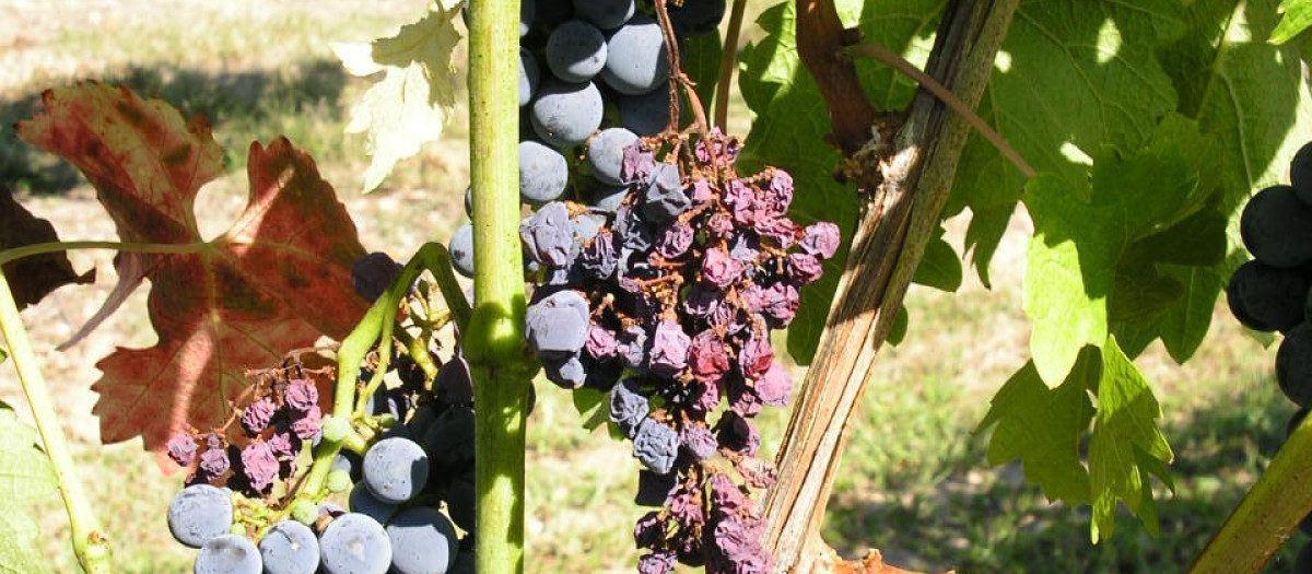 Uvas afectadas