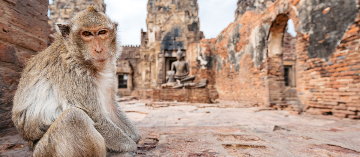 Mono en el templo Phra Prang Sam Yot en Lopburi en Tailandia