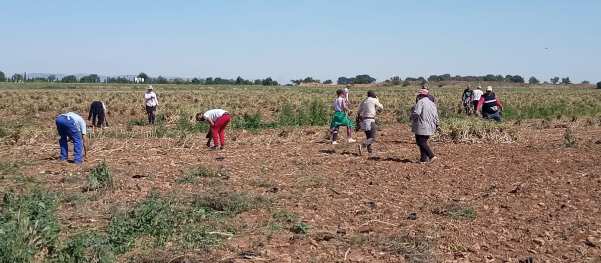 Temporeros trabajando en el campo