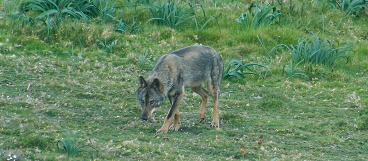 La Xunta concede 850.000 euros en ayudas a ganaderos de Galicia por los ataques del lobo