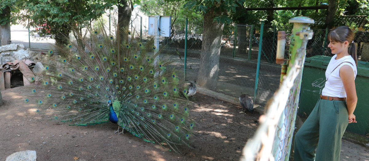 Zoo de Aves en Herrera de Pisuerga (Palencia)