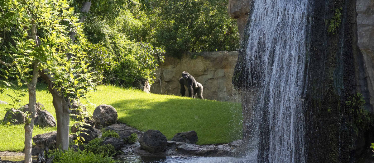 Imagen de la selva ecuatorial de Bioparc Valencia