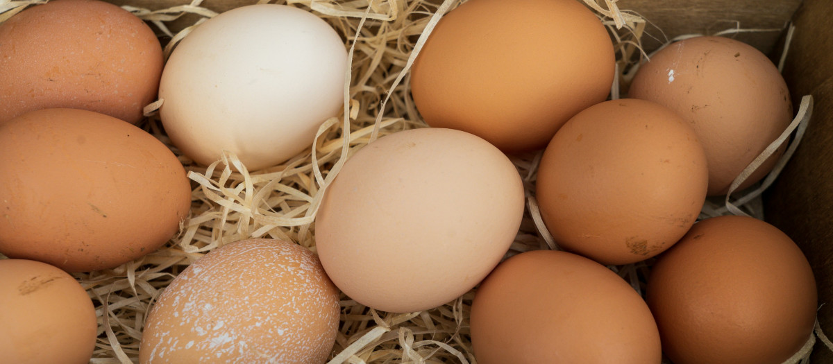 Varios huevos, en una imagen de archivo