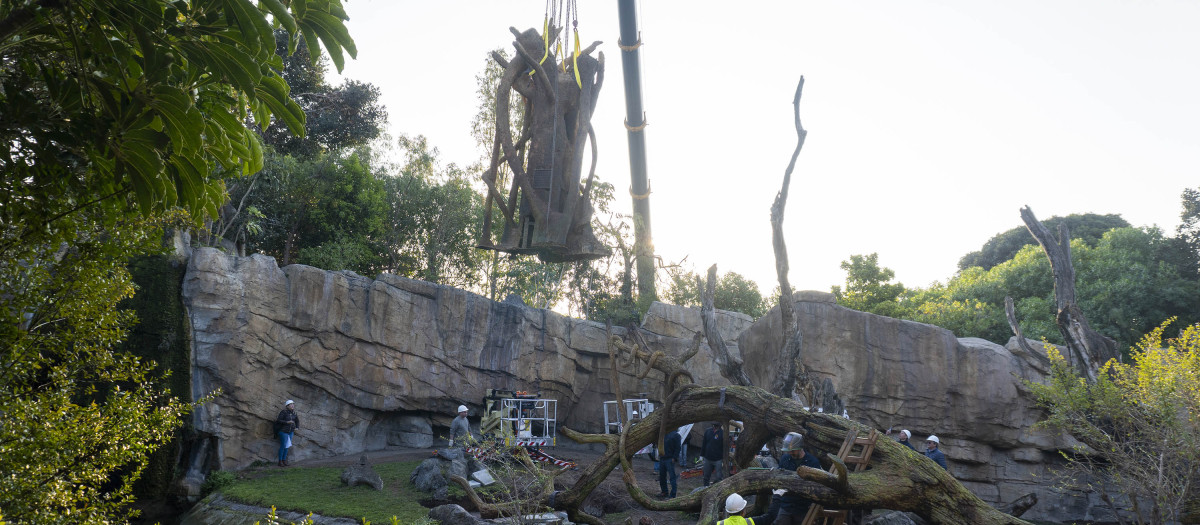 Imagen de la Nueva estructura en el recinto de los chimpancés en Bioparc Valencia