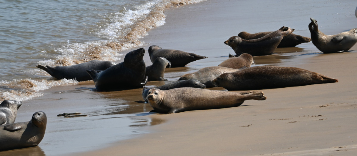El grupo de focas disfruta de las olas del mar en la playa de Ostende