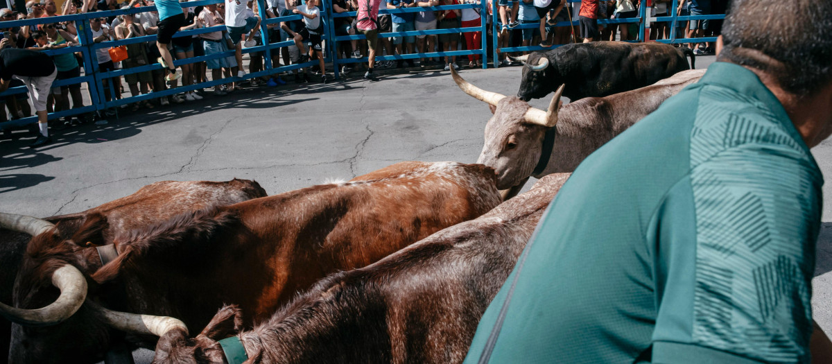Encierro de las fiestas de Sant Pere