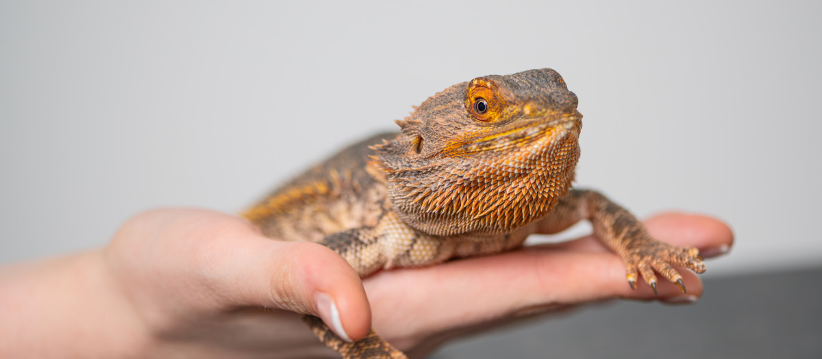 Una iguana como mascota