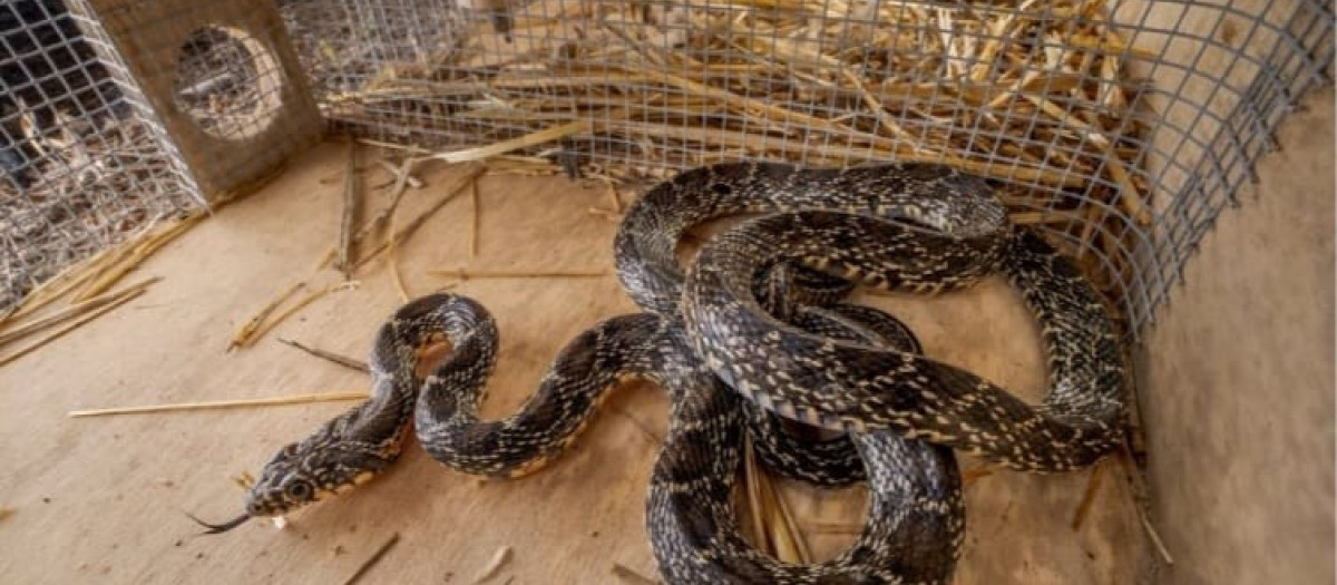 Serpiente atrapada en una trampa en Ibiza.