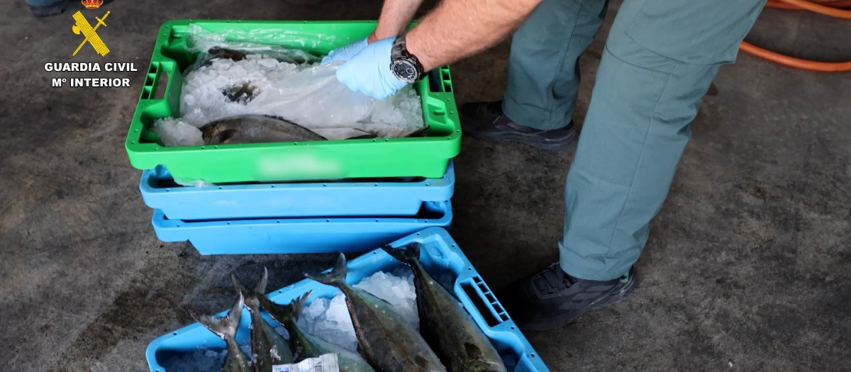 Imagen de parte del pescado intervenido