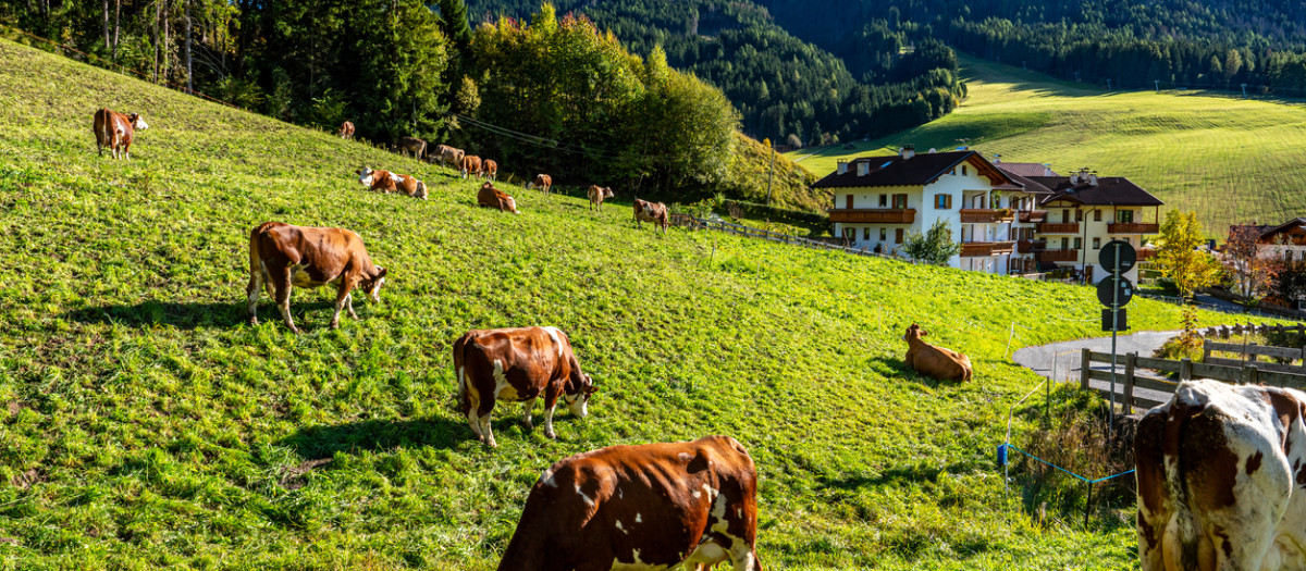 Vacas pastando cerca de la aldea de Santa Maddalena
