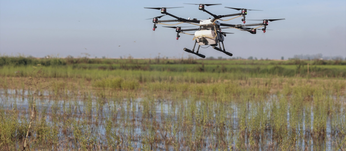 (Un dron interviene en la campaña para el tratamiento contra los mosquitos que propagan el Virus del Nilo sobre un arrozal