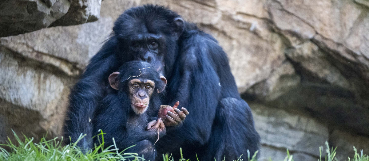 Imagen de  chimpancés Moreno y Ekon en la selva ecuatorial de Bioparc Valencia