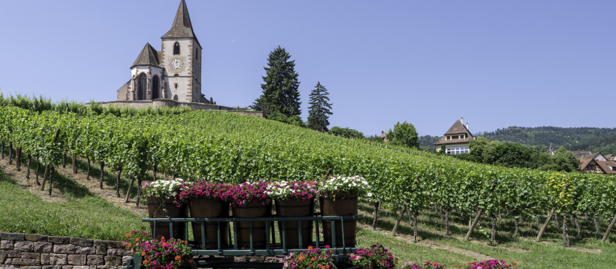 Iglesia y viñedos en la Ruta del Vino de Alsacia (Francia)