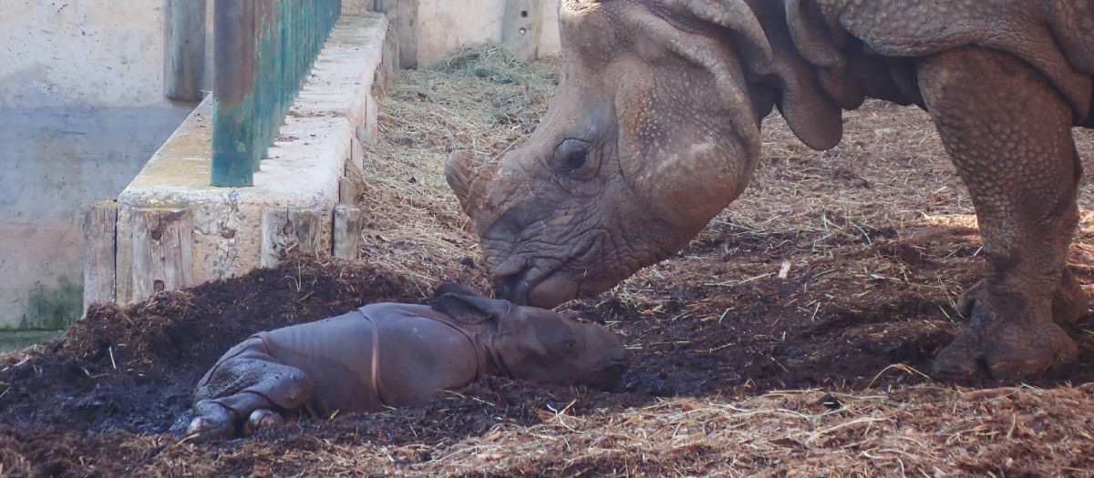 Imagen del bebé rinoceronte junto a su madre en Terra Natura Benidorm