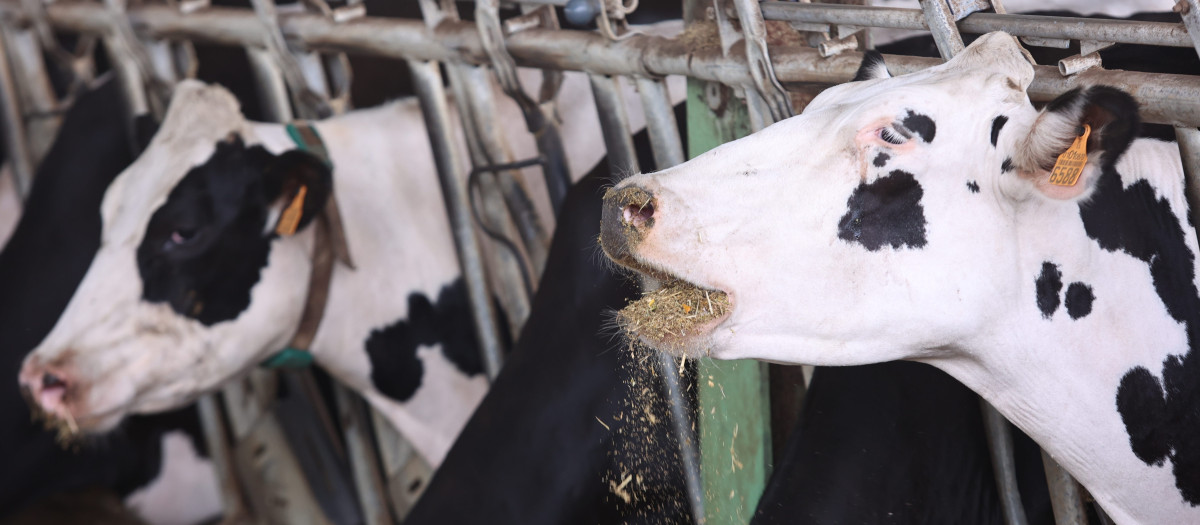Granja de vacuno de leche en la provincia de Sevilla, en España