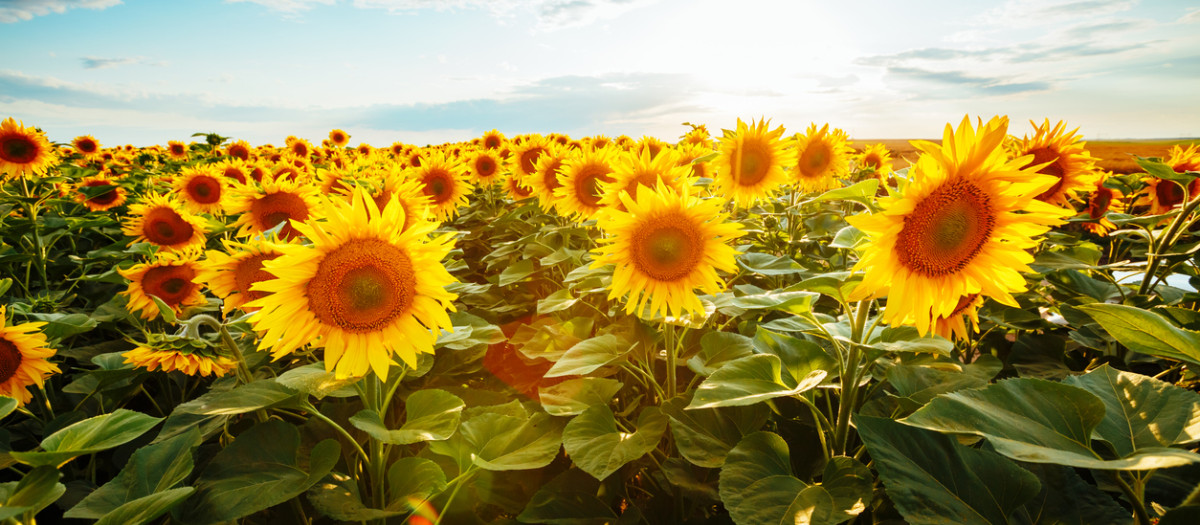 Bright yellow sunflowers glow in the sunlight. Location place of Ukraine, Europe. Blooming field closeup. Photo of ecology concept. Perfect natural wallpaper background. Discover the beauty of earth.