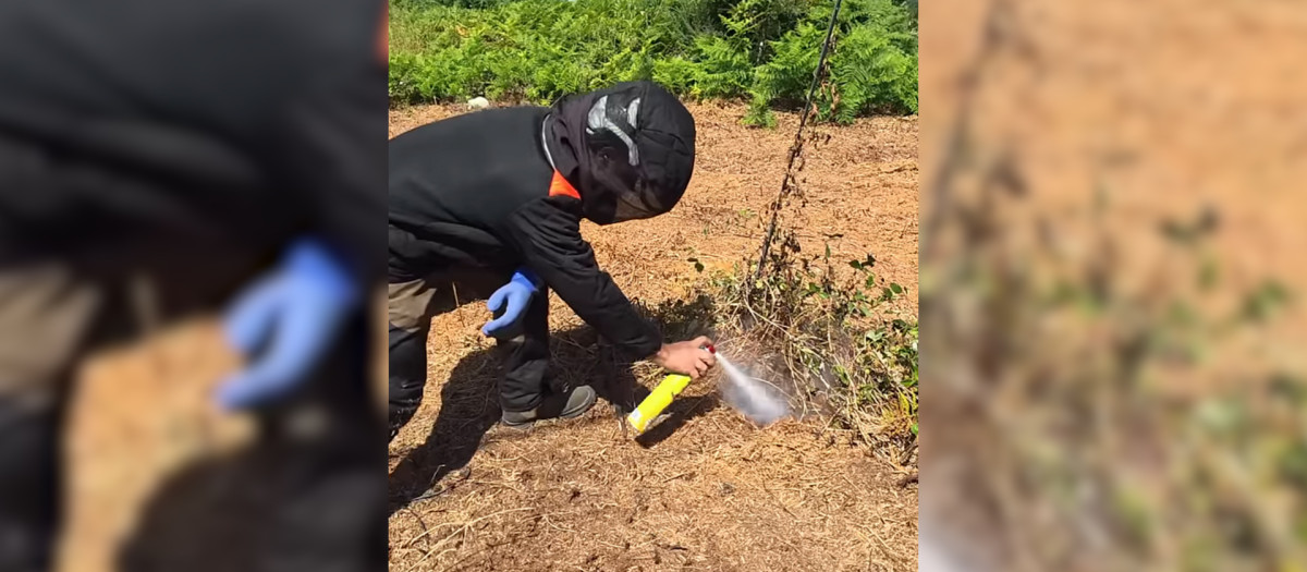 Destrucción de nido de avispas velutinas
