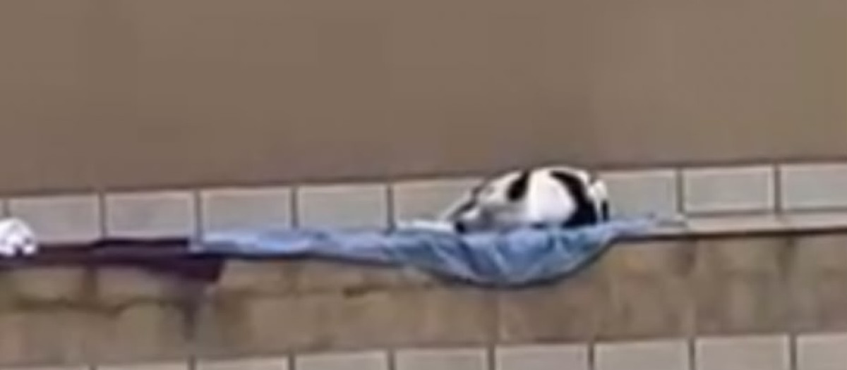 El pitbull de los okupas del local de Platja d'en Bossa pasa buena parte del día y de la noche solo, según los vecinos.