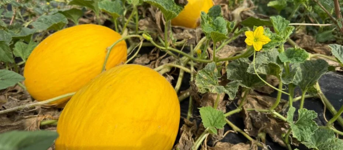 Imagen de un cultivo de melones