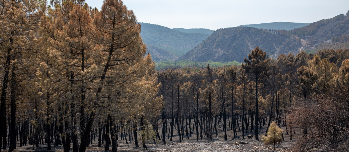 Terreno quemado por el incendio forestal, a 23 de julio de 2026, en La Mierla