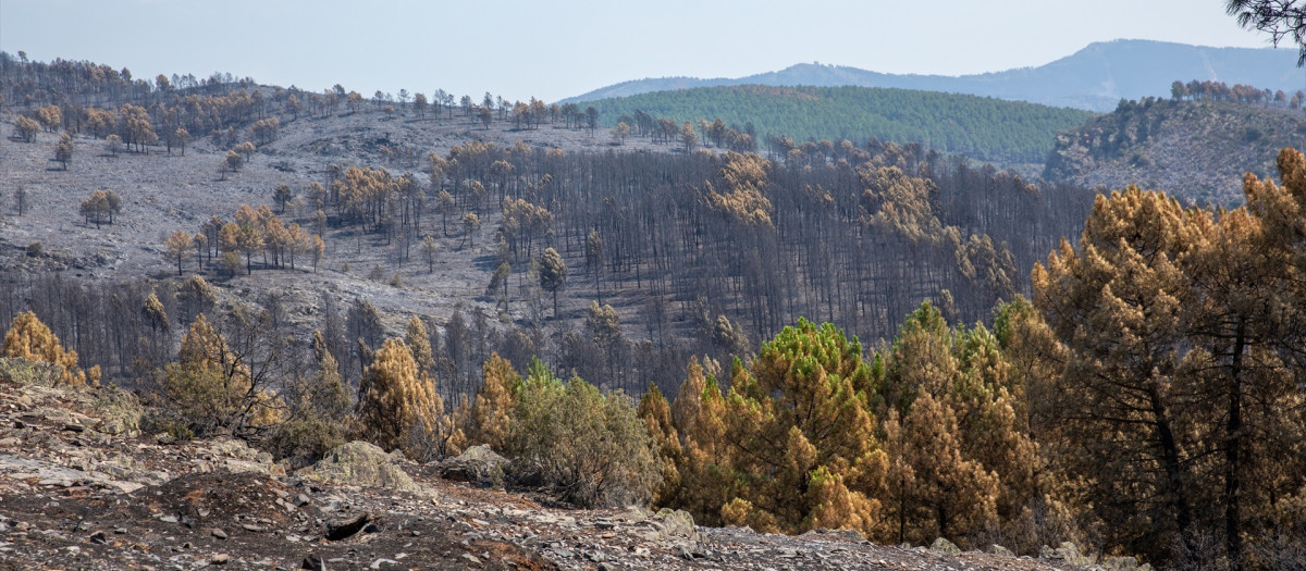 Terreno quemado por el incendio forestal en La Mierla, Guadalajara