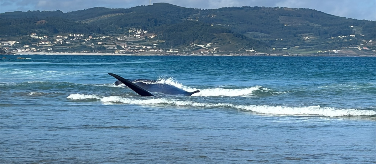 Una ballena aparece varada en una playa de A Coruña y tiene que ser remolcada mar adentro
REMITIDA / HANDOUT por SALVAMENTO MARÍTIMO
Fotografía remitida a medios de comunicación exclusivamente para ilustrar la noticia a la que hace referencia la imagen, y citando la procedencia de la imagen en la firma
27/7/2026