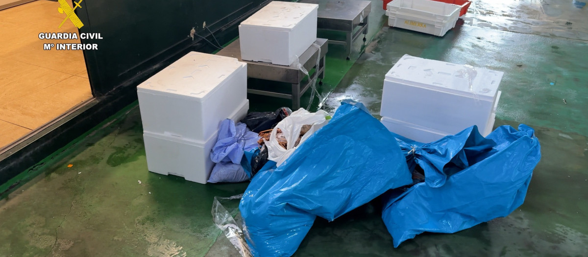 La Guardia Civil ha intervenido un total de 181 kilos de pescado y marisco de origen ilegal en el puerto de Bueu (Pontevedra) en dos actuaciones desarrolladas este mes dentro del dispositivo de vigilancia contra la pesca y el marisqueo furtivos en Galicia.

La actuación de mayor envergadura tuvo lugar el pasado 20 de julio, cuando agentes del Servicio de Protección de la Naturaleza (Seprona) interceptaron una furgoneta isotérmica en la zona de embarque hacia las Islas Ons. El conductor, un vecino de Vigo de 35 años, transportaba cajas de porexpán con pescado que carecía del etiquetado obligatorio y de la documentación necesaria para acreditar su procedencia legal.

Según ha informado la Guardia Civil, buena parte del producto se encontraba almacenado en bolsas de plástico convencionales, sin cumplir las condiciones higiénico-sanitarias exigidas para este tipo de mercancías.

Tras su inspección, los agentes inmovilizaron el cargamento en las cámaras frigoríficas de la lonja de Bueu. El decomiso ascendió a 105 kilos de pez gallo, 35 kilos de rape, 13 kilos de besugo y 12 kilos de langosta, un total de 165 kilos de pescado y marisco.

Los hechos fueron puestos en conocimiento del Servizo de Control de Riscos Ambientais de la Xunta y se tramitó la correspondiente denuncia ante la Consellería do Mar por presuntas infracciones de la normativa pesquera.

Centollas en veda

La segunda intervención se produjo el pasado 6 de julio, también en el puerto de Bueu. En esta ocasión, los agentes sorprendieron al marinero de una embarcación de pequeño calado descargando varias bolsas directamente en un vehículo con destino a un restaurante de la zona.

Al revisar la mercancía encontraron dos bogavantes, nécoras y 12 kilos de centollas, una especie que se encuentra actualmente en periodo de veda, además de detectar varios ejemplares ovados, cuya captura está expresamente prohibida.

En total, fueron intervenidos 16 kilos de marisco, por lo que el responsable, un vecino de Bueu de 51 años, fue denunciado por comercializar capturas prohibidas y por eludir los canales legales de venta a través de la lonja.

Las dos actuaciones se enmarcan en la campaña de control que desarrolla el Seprona para combatir la pesca y el marisqueo ilegal en la provincia de Pontevedra, con el objetivo de garantizar la trazabilidad de los productos del mar, proteger los recursos pesqueros y velar por el cumplimiento de la normativa sanitaria y medioambiental.