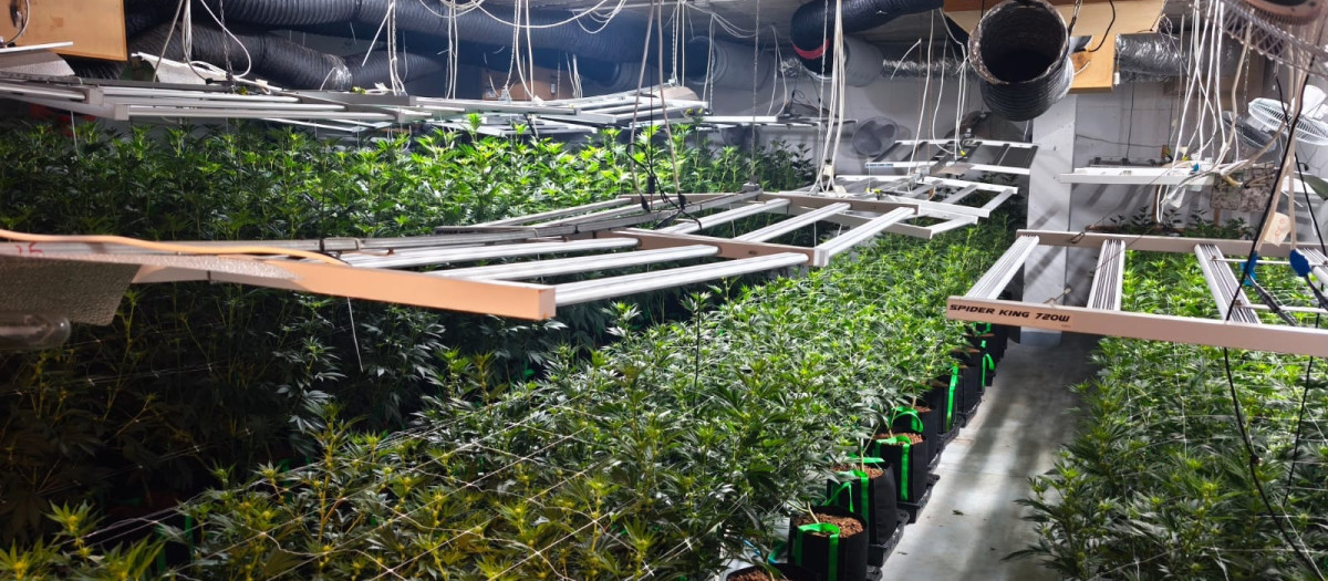 Plantación de marihuana encontrada en un domicilio en una urbanización de Tarragona.

REMITIDA / HANDOUT por MOSSOS D'ESQUADRA
Fotografía remitida a medios de comunicación exclusivamente para ilustrar la noticia a la que hace referencia la imagen, y citando la procedencia de la imagen en la firma
27/7/2026