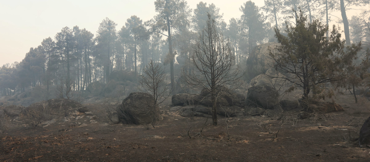 El incendio forestal de Burgohondo (Ávila) calcinó ya alrededor de 50.000 hectáreas