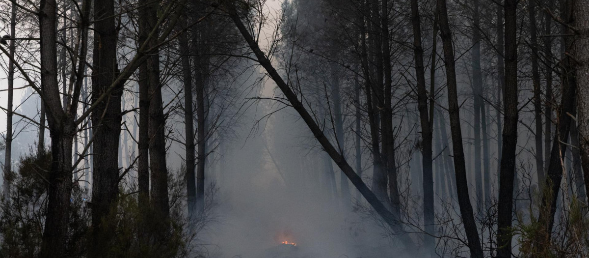 Humo alrededor de pinos quemados durante un incendio forestal que se extiende por Marcheprime, en el suroeste de Francia