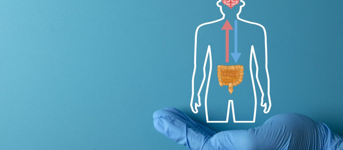 Doctor's hand holding a Gut-Brain Axis icon, symbolizing the link between the digestive system and the brain. Medical research, microbiome, and mental health concept.Blue background, copy space.