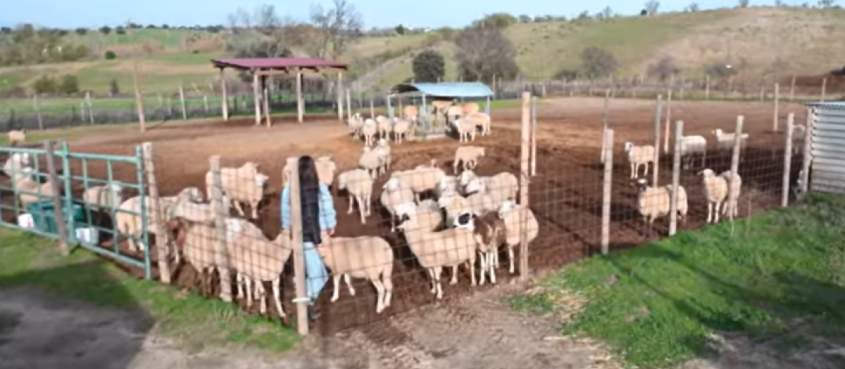 El Santuario Vegan en Cadalso de los Vidrios