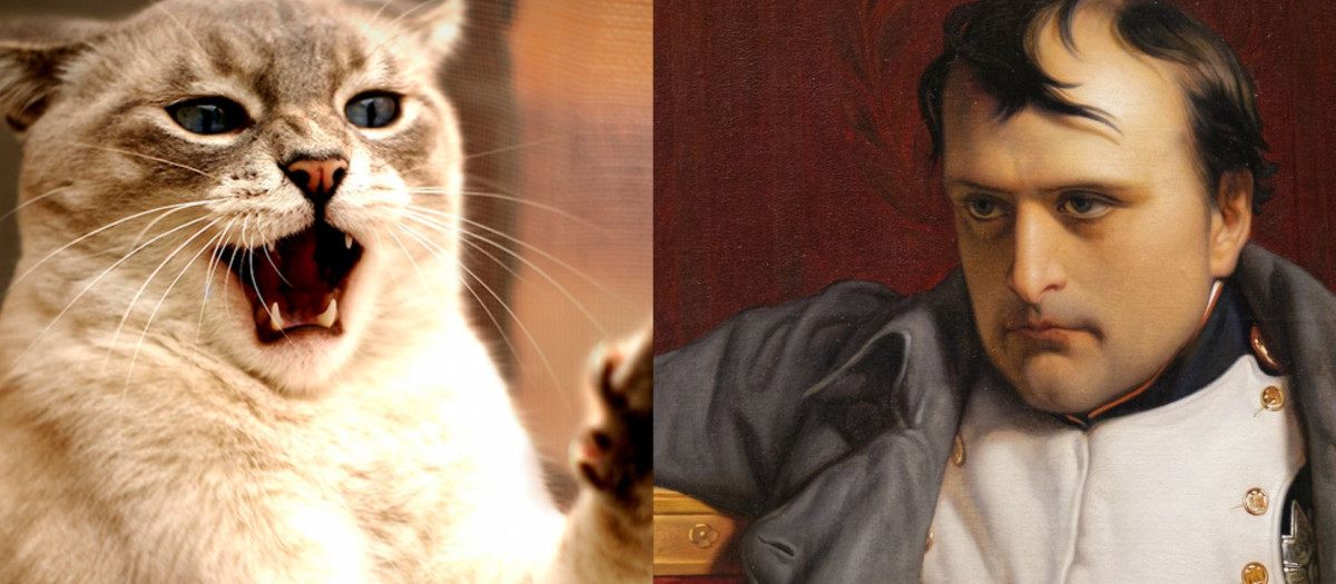Napoleón, Hitler y Julio César no odiaban a los gatos: el mito que internet convirtió en historia