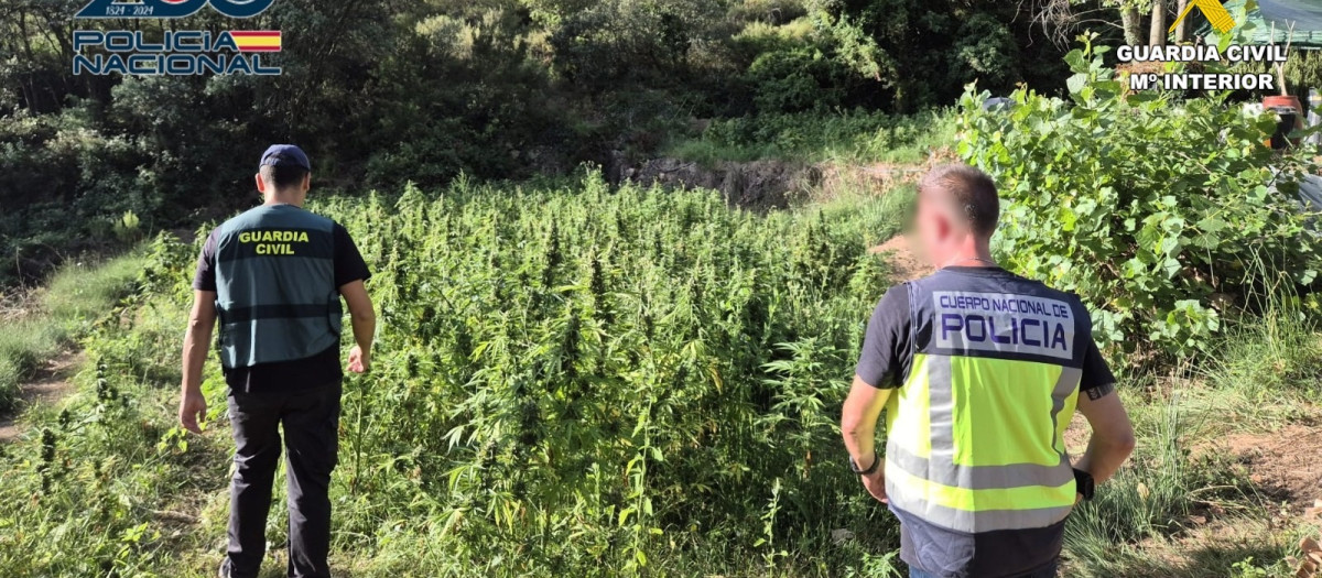 Imagen de la plantación de marihuana intervenida