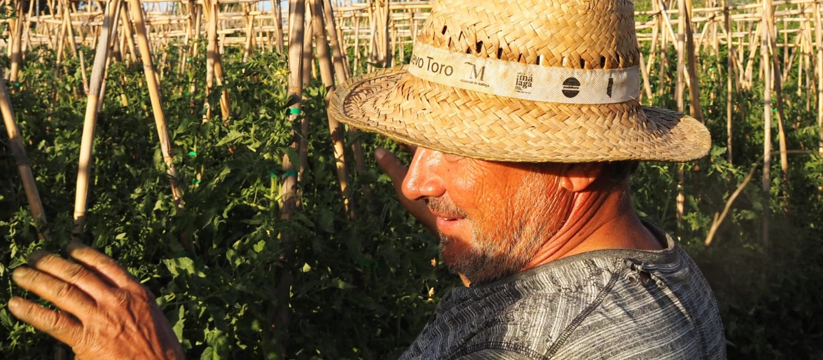Ángel, agricultor, revisa las matas para comprobar el estado de los tomates Huevo de Toro