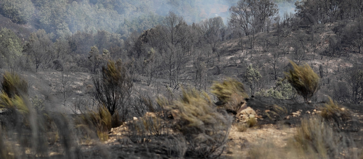 Terreno quemado por el incendio forestal, a 29 de julio de 2026, en La Utrera, León