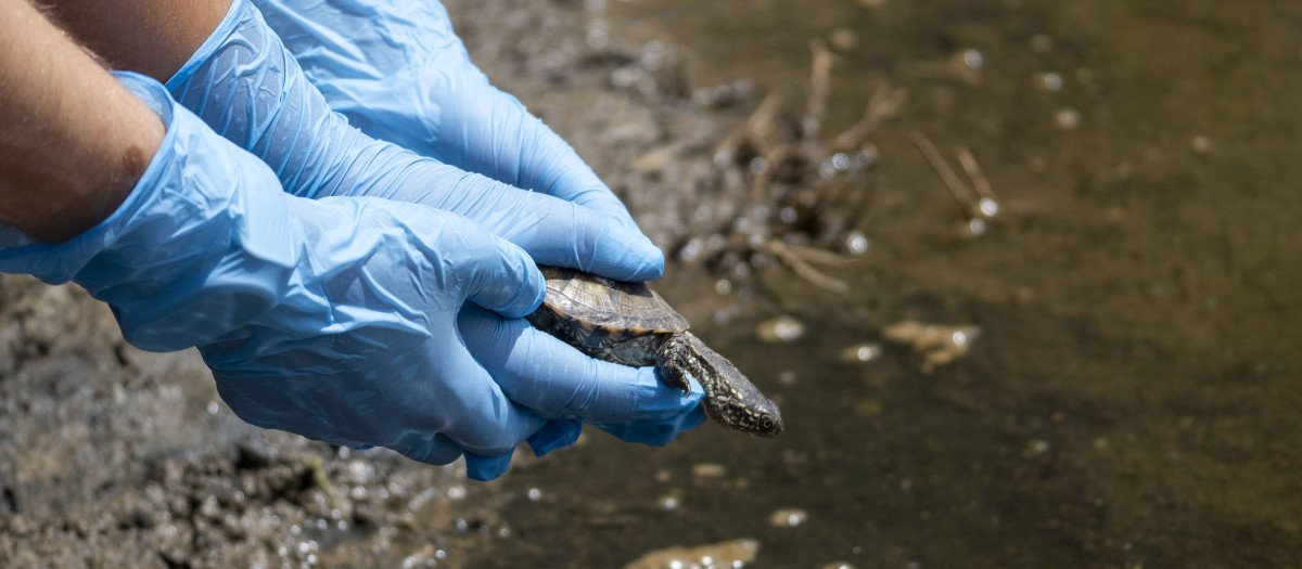 Imagen de la reintroducción de una de las tortugas
