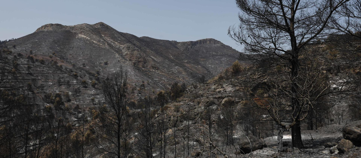 Imagen de uno de los momentos arrasados por el incendio forestal de la Vall d'Uixó
